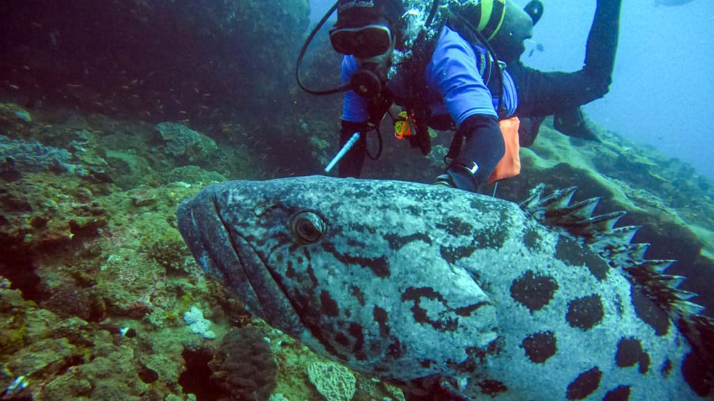 9 diving sodwana bay thonga beach lodge south africa potato cod and diver