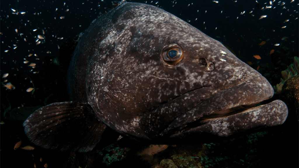 9 diving sodwana bay thonga beach lodge south africa potato cod closeup