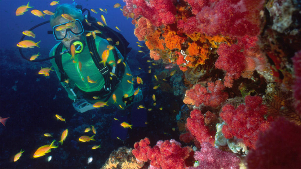 9 diving sodwana bay thonga beach lodge south africa soft coral and diver