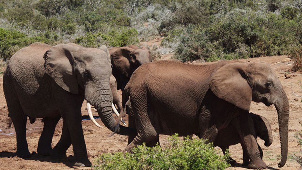Addo elephant park south africa elephants with calf