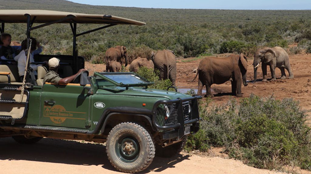 Addo elephant park south africa game drive
