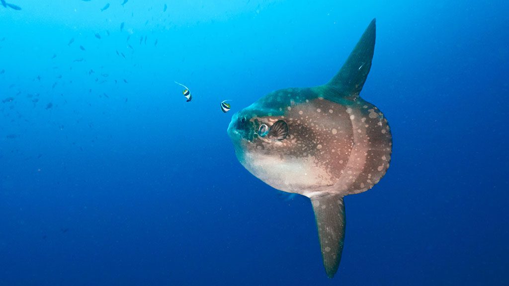 Bali mola mola shutterstock 2011945247 1024