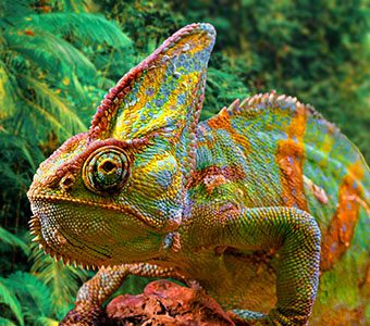 Madagascar chameleon shutterstock 1935127799 feature340