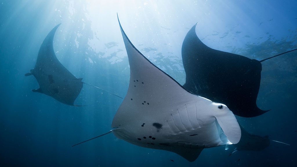 Manta point bali shutterstock 756498115 1024