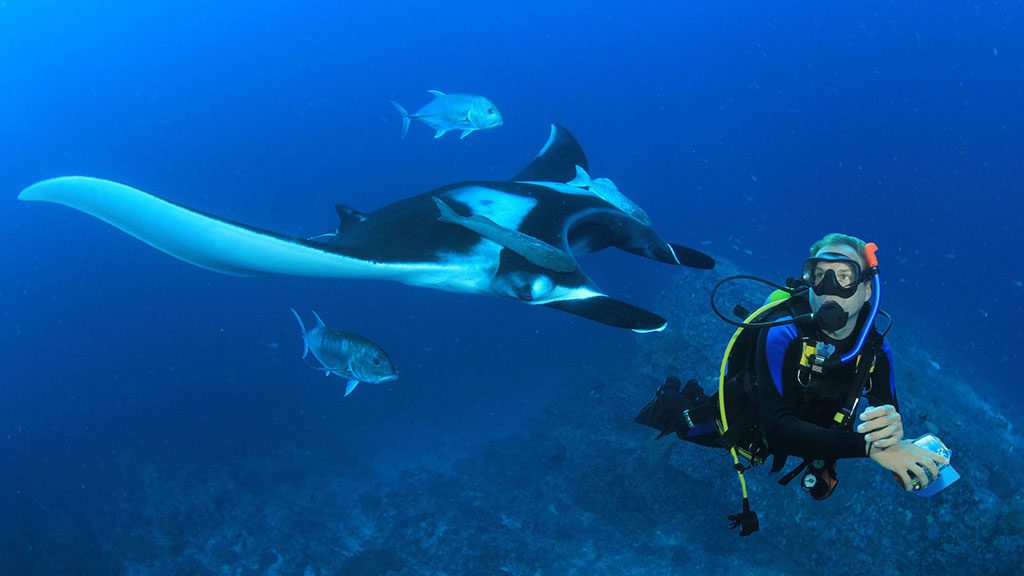 Manta ray and diver shutterstock 1098435515 1024