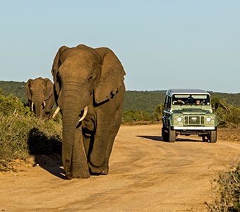 South africa safari elephants shutterstock 1015352017 feature340