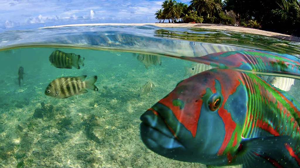 Tikehau parrotfish