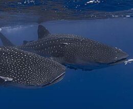 1 dive st helena two whale sharks feature