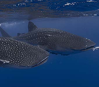 1 dive st helena two whale sharks feature