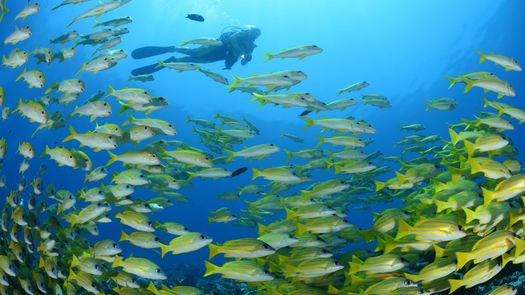 23 carpe diem liveaboard maldives blue stripe snapper with diver