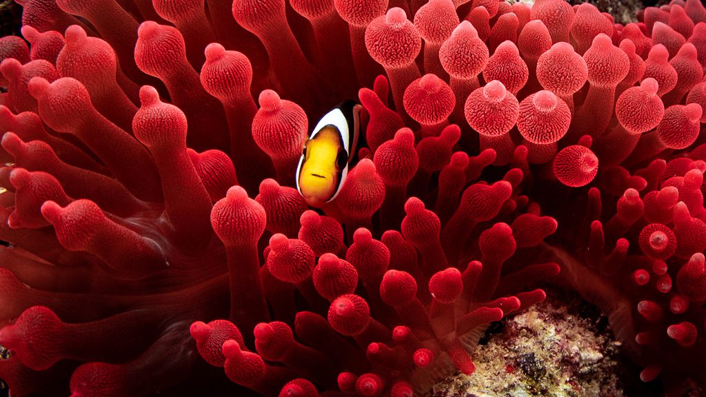 24 carpe diem liveaboard maldives clownfish in red coral