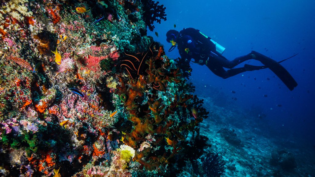 25 carpe diem liveaboard maldives corals with diver