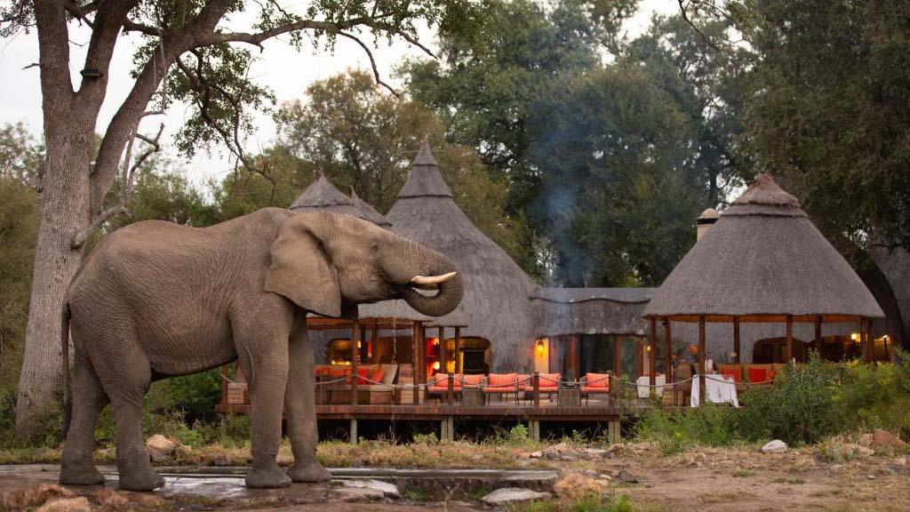 3 dive africa hoyo hoyo safari lodge kruger national park elephant 1