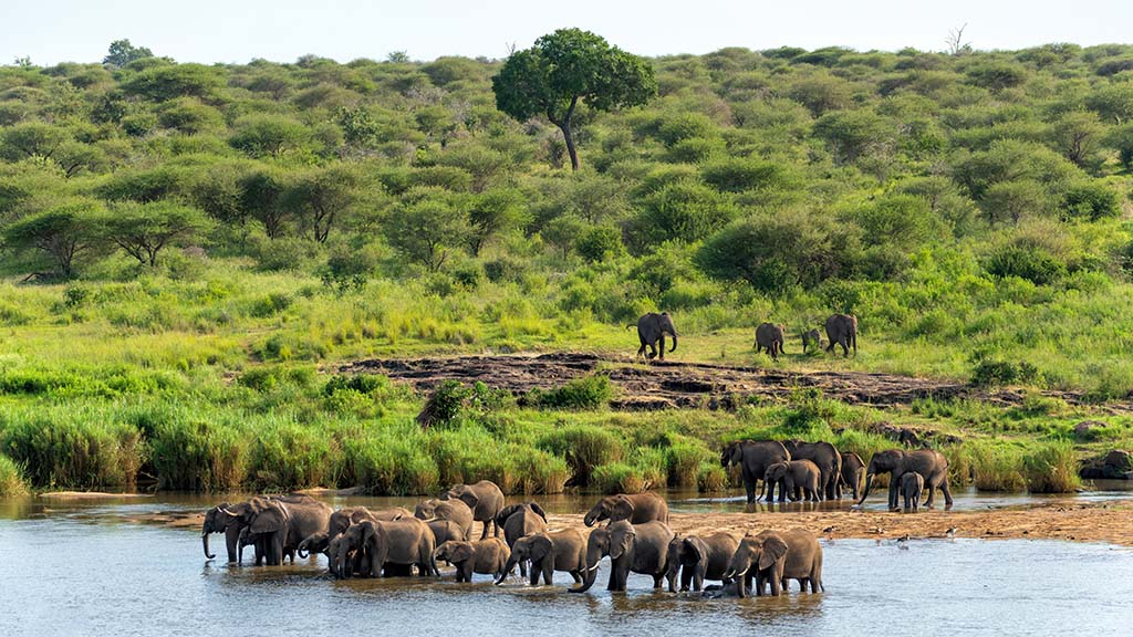 4 dive africa kruger national park elephants shutterstock 2605478527 1