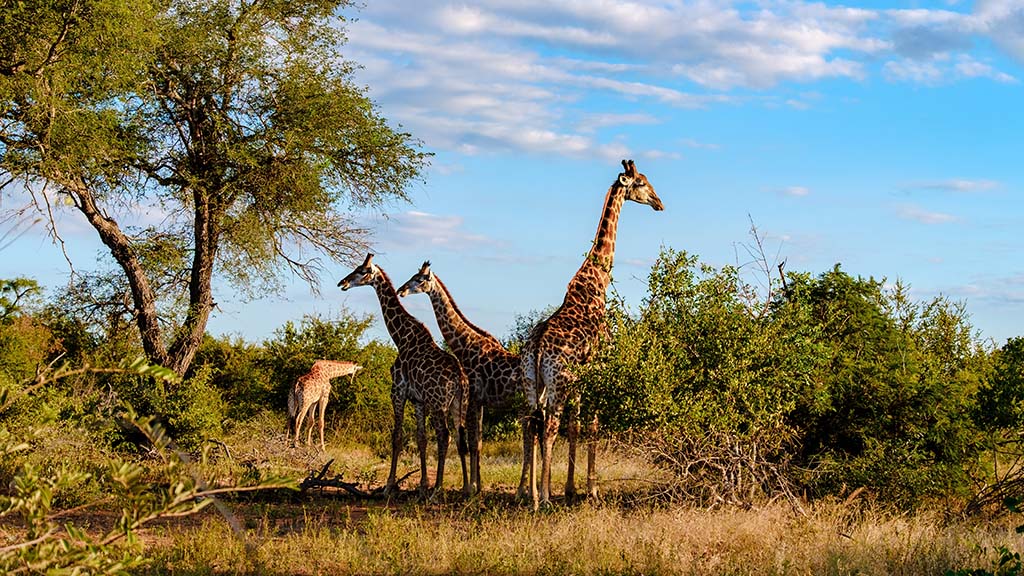 4 dive africa kruger national park giraffes shutterstock 2309313235 1