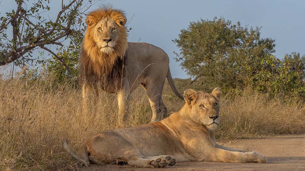 4 dive africa kruger national park lions shutterstock 2642583529 1
