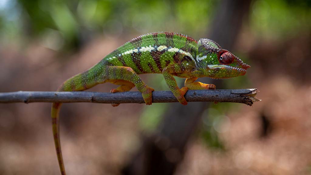 7 madagascar amber mountain chameleon shutterstock 1198923034