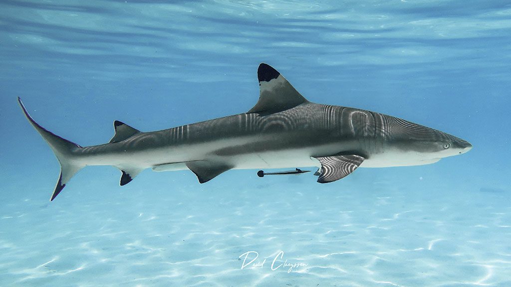 Dive tahiti island fluid tahiti black tip reef shark