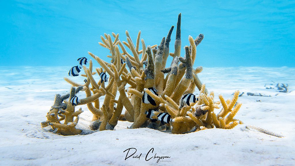 Dive tahiti island fluid tahiti coral bommie