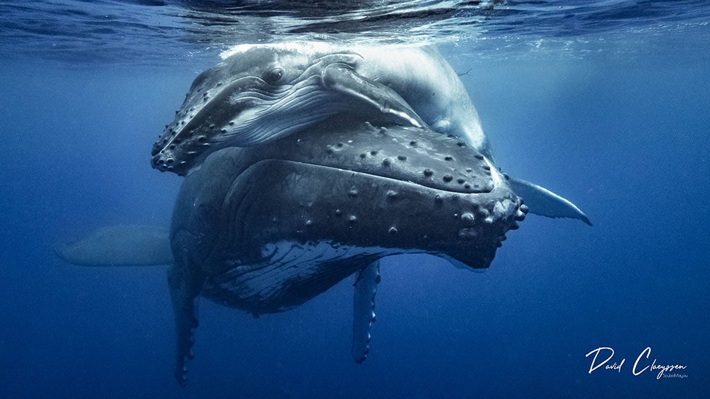 Dive tahiti island fluid tahiti humpack whale and calf