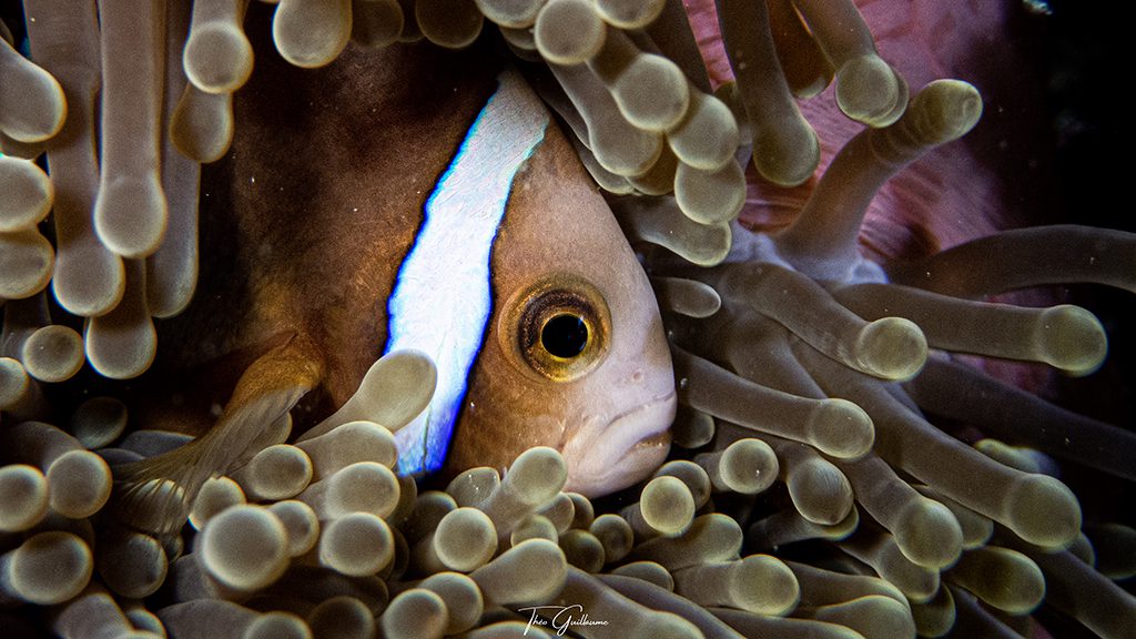 Dive tahiti island fluid tahiti nemo
