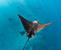 Dive tahiti island fluid tahiti spotted eagle rays credit theo guillaume feature
