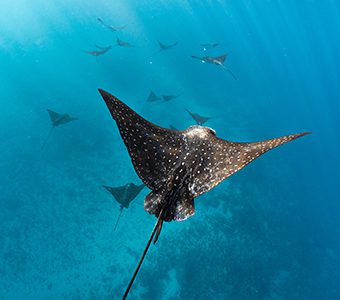 Dive tahiti island fluid tahiti spotted eagle rays credit theo guillaume feature