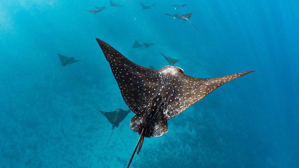 Dive tahiti island fluid tahiti spotted eagle rays credit theo guillaume
