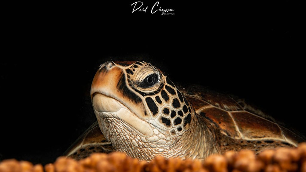 Dive tahiti island fluid tahiti turtle