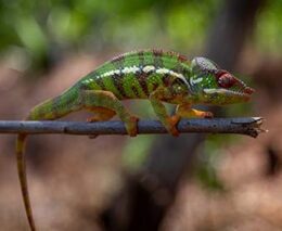 Madagascar amber mountain chameleon shutterstock 1198923034 feature