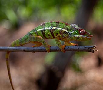 Madagascar amber mountain chameleon shutterstock 1198923034 feature