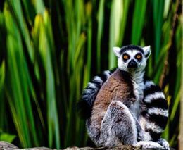 Madagascar ring tail lemur shutterstock 2046128141 feature