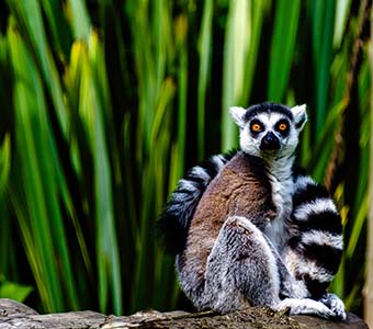Madagascar ring tail lemur shutterstock 2046128141 feature