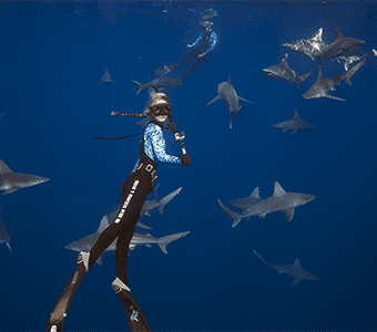 One ocean diving hawaii ocean ramsey with galapagos sharks feature