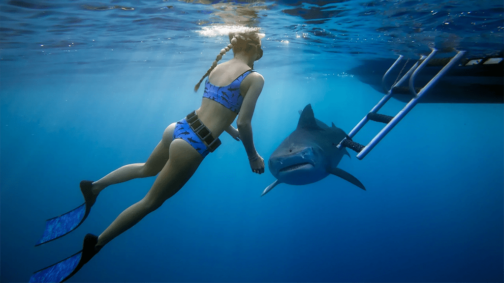One ocean diving hawaii ocean ramsey with tiger shark
