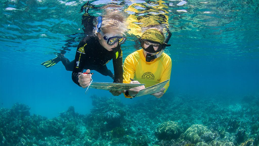 Passions of paradise cairns great barrier reef beamarinebio