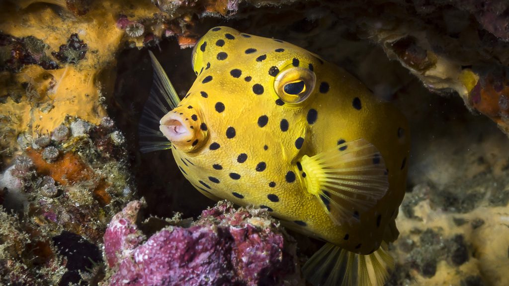 21 the junk liveaboard thailand yellow boxfish
