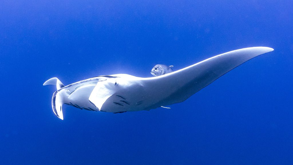 22 the junk liveaboard thailand manta ray