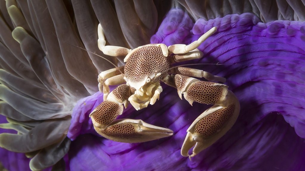 23 the junk liveaboard thailand spotted porcelain crab