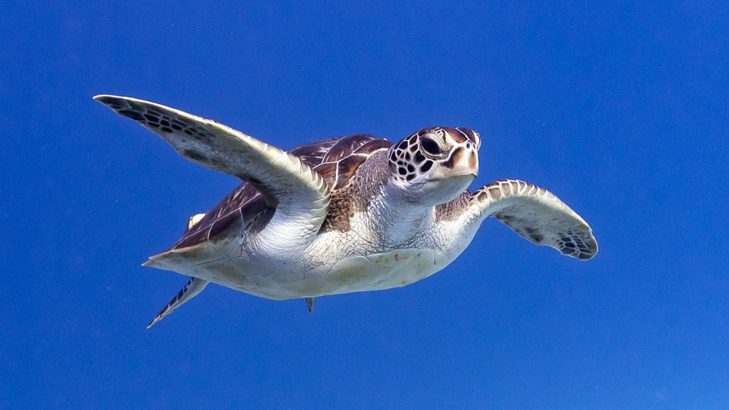 24 the junk liveaboard thailand green sea turtle