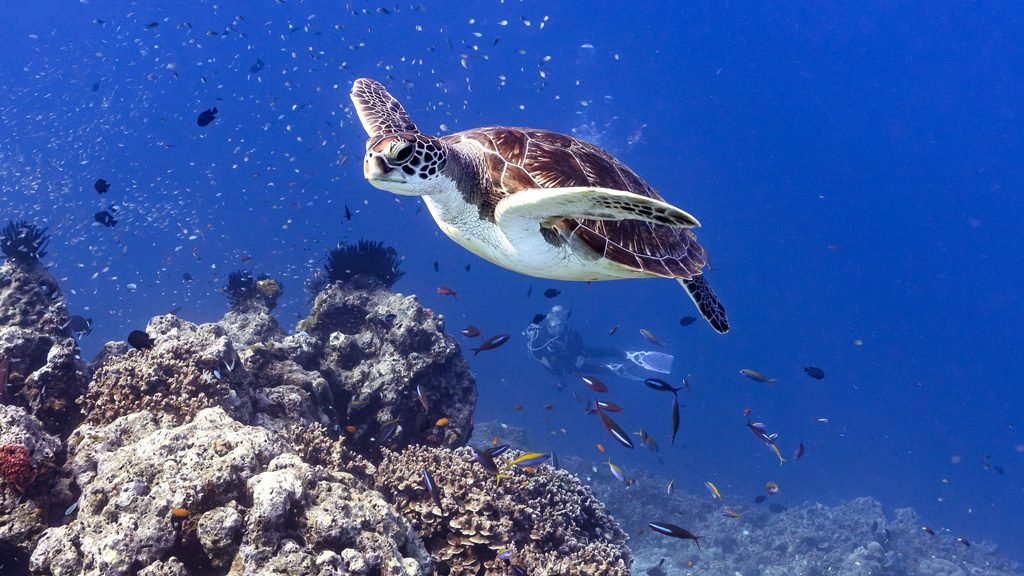 25 the junk liveaboard thailand turtle and diver
