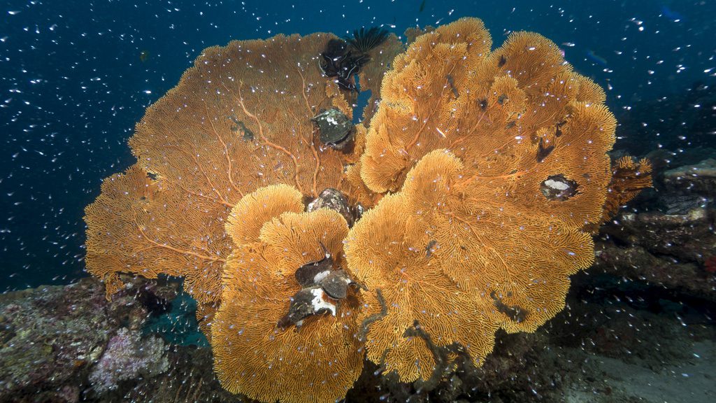 26 the junk liveaboard thailand sea fan coral