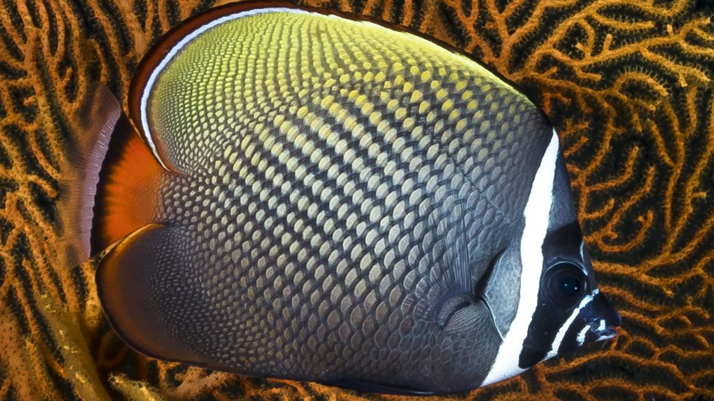 29 the junk liveaboard thailand redtail butterflyfish