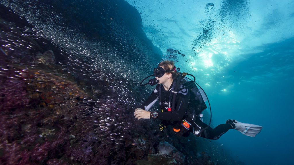 30 the junk liveaboard thailand diver and school of fish