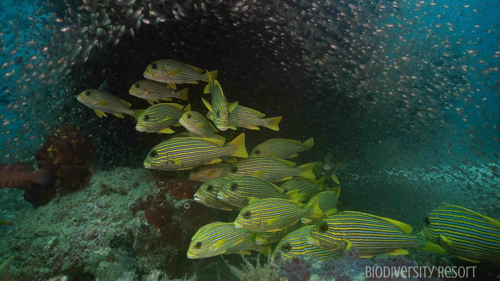 43 biodiversity eco resort bitung north sulawesi indonesia school of fish