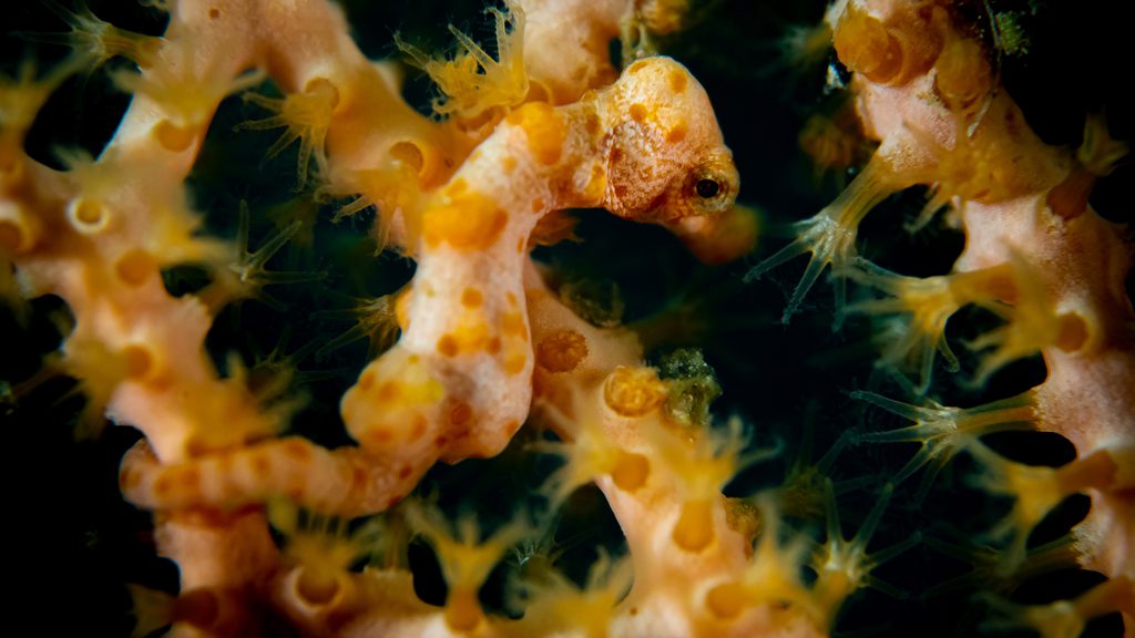 45 biodiversity eco resort bitung north sulawesi indonesia seahorse