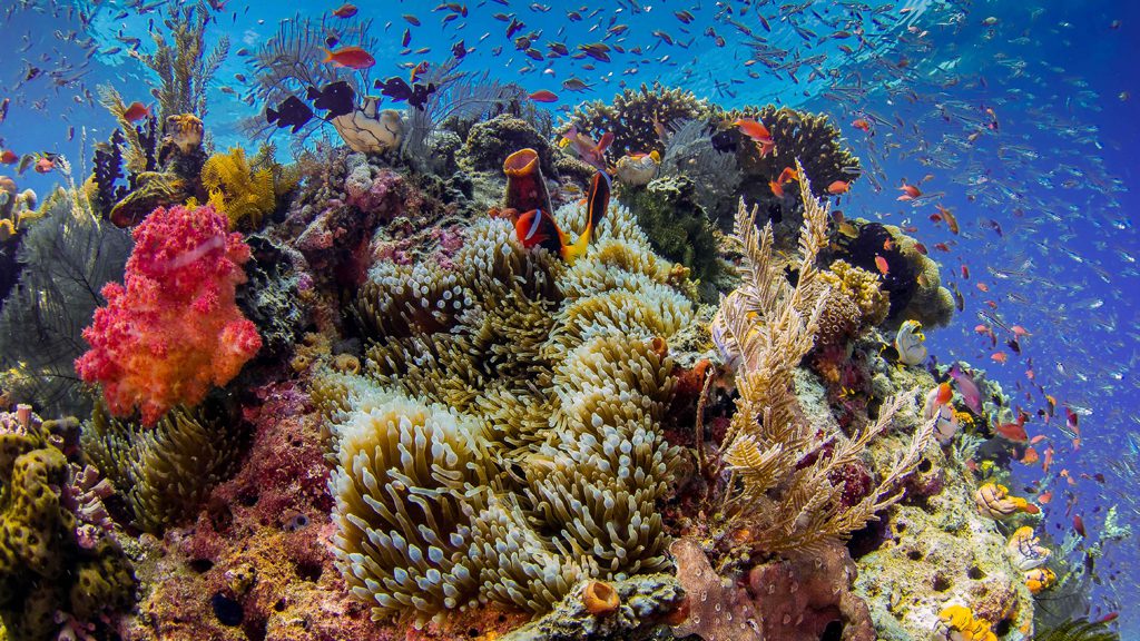 46 biodiversity eco resort bitung north sulawesi indonesia corals and fish