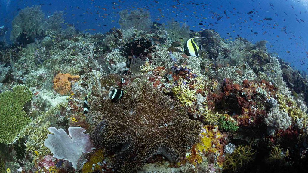 47 biodiversity eco resort bitung north sulawesi indonesia corals and fish2