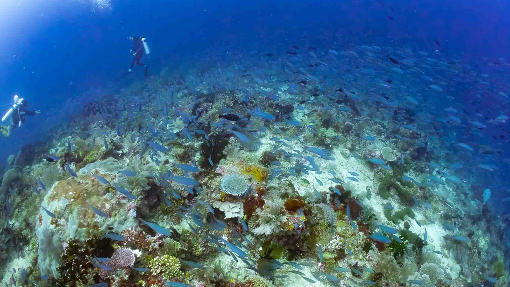 48 biodiversity eco resort bitung north sulawesi indonesia divers and corals