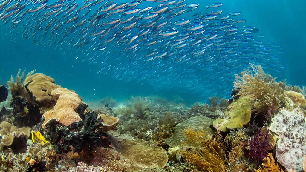 50 biodiversity eco resort bitung north sulawesi indonesia school of fish3